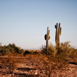 Best Coffee Roasters in the Southwest US