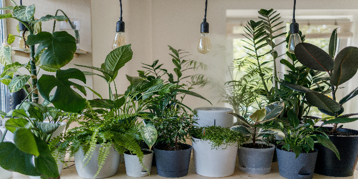 Multiple Houseplants - Best Houseplant Blogs